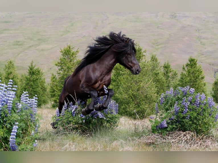 Icelandic Horse Stallion Black in Lochen am See