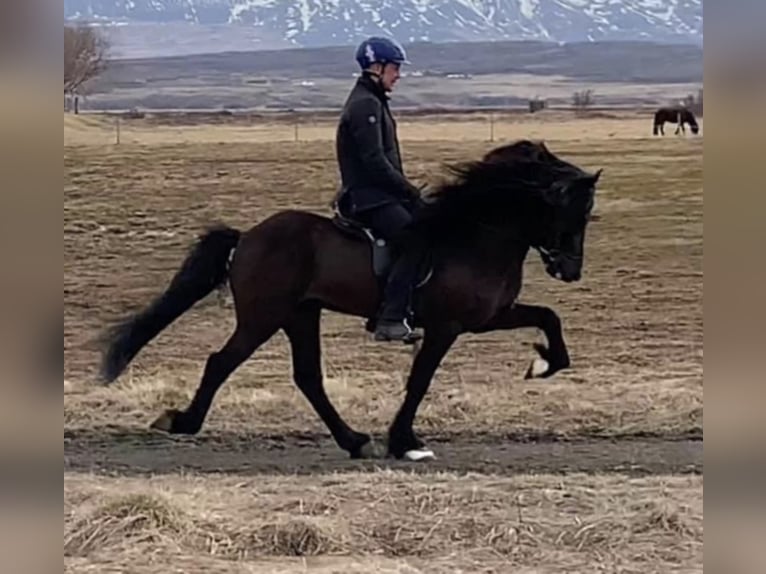 Icelandic Horse Stallion Black in Mining