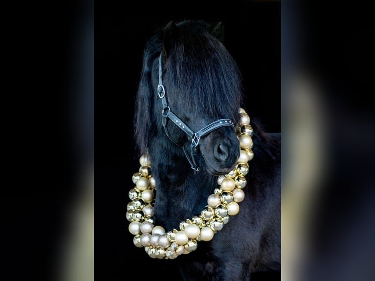 Icelandic Horse Stallion Black in Crailsheim