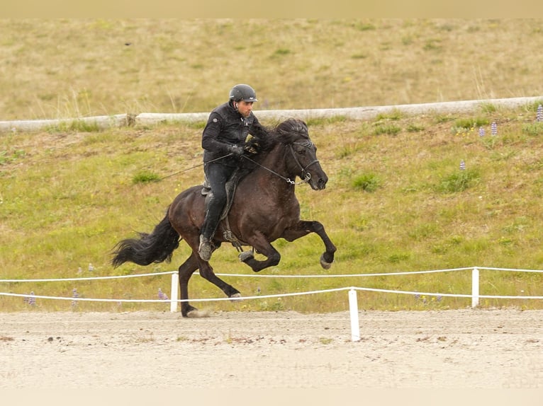 Icelandic Horse Stallion Black in Mining