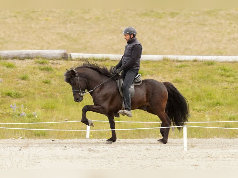 Icelandic Horse Stallion Black in Mining