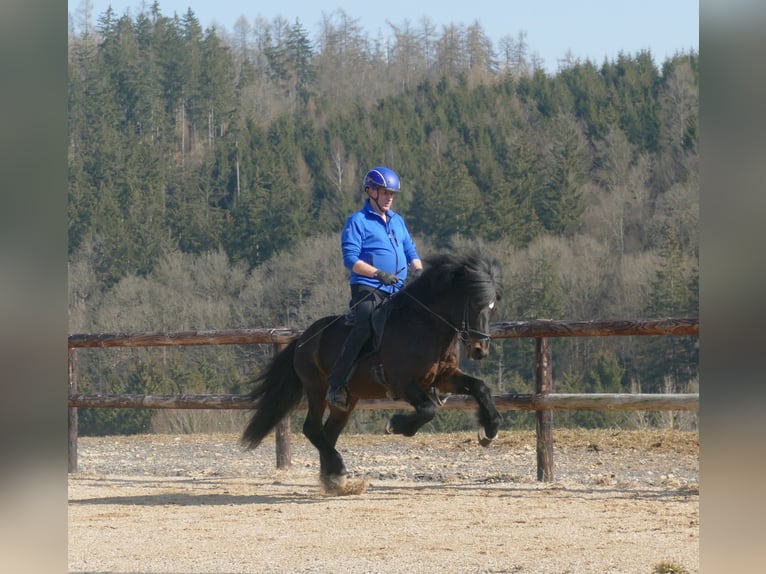 Icelandic Horse Stallion Brown in Euskirchen