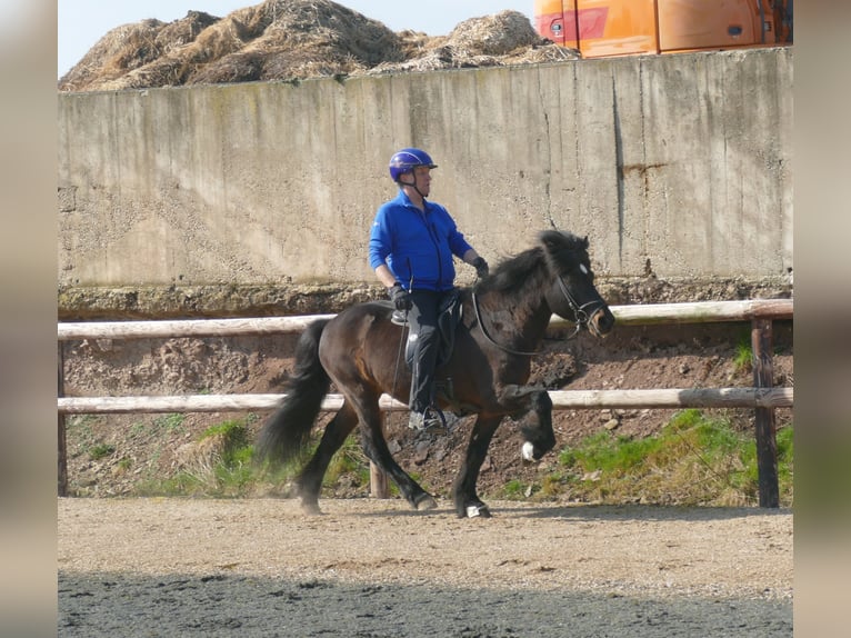 Icelandic Horse Stallion Brown in Euskirchen