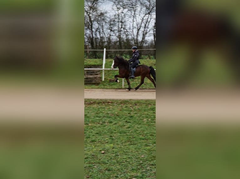 Icelandic Horse Stallion Brown in Lebach