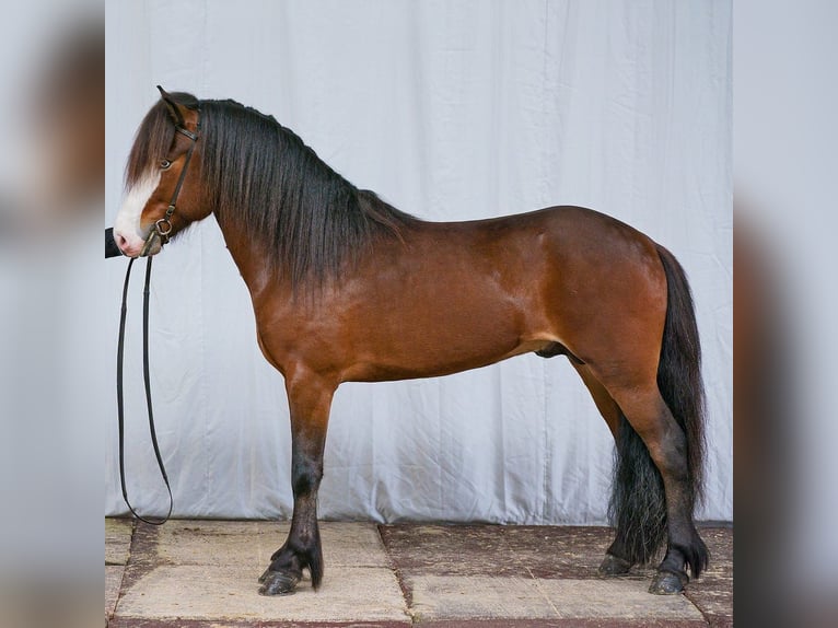 Icelandic Horse Stallion Brown in Lebach