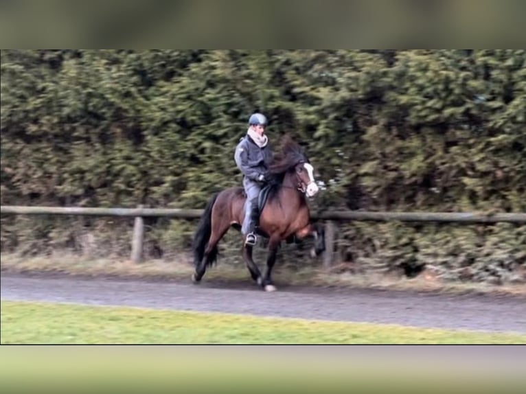 Icelandic Horse Stallion Brown in Lebach