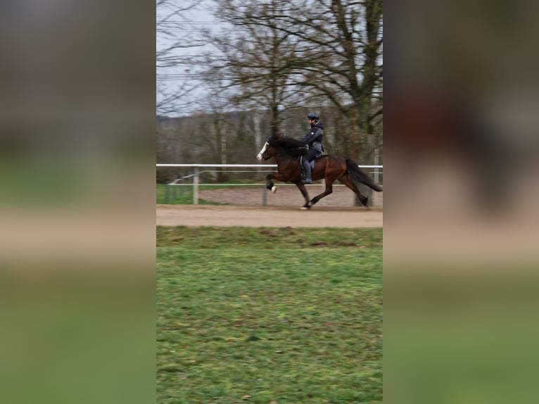 Icelandic Horse Stallion Brown in Lebach