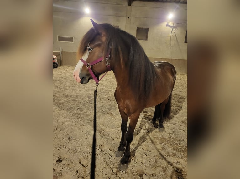 Icelandic Horse Stallion Brown in Lebach