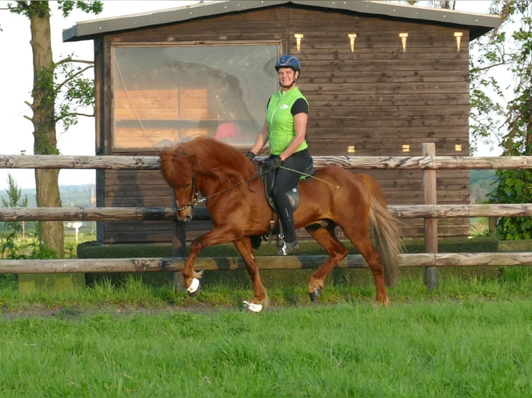 Icelandic Horse Stallion Chestnut-Red in Euskirchen