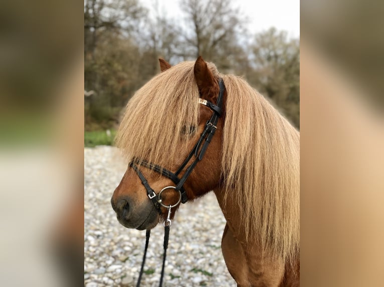 Icelandic Horse Stallion Chestnut-Red in Feldkirchen-Westerham