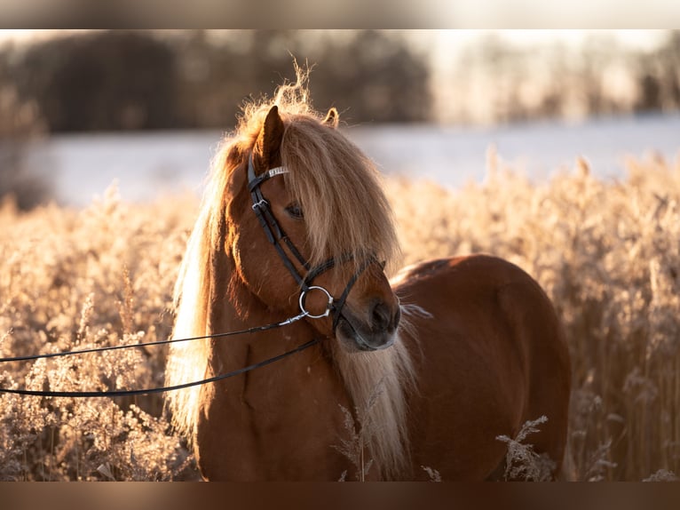 Icelandic Horse Stallion Chestnut-Red in Feldkirchen-Westerham