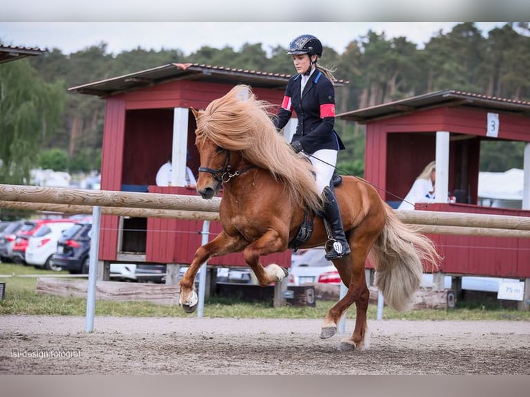 Icelandic Horse Stallion Chestnut-Red in Feldkirchen-Westerham