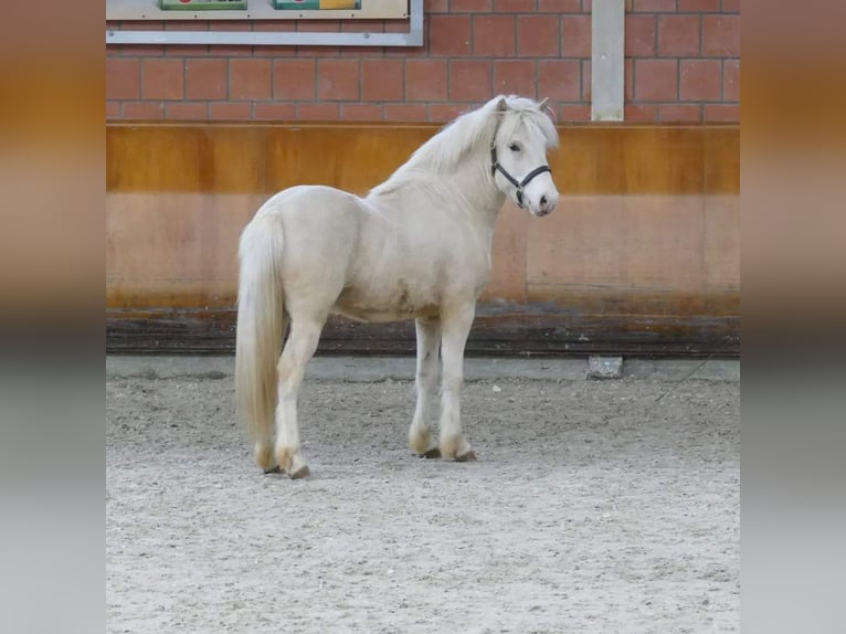 Icelandic Horse Stallion Cremello in Euskirchen