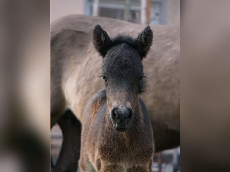 Icelandic Horse Stallion Foal (03/2026) 13.1 hh Brown in Denklingen
