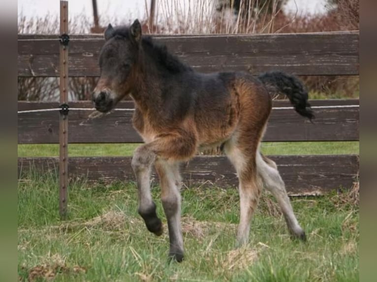 Icelandic Horse Stallion Foal (03/2026) 13.1 hh Brown in Denklingen