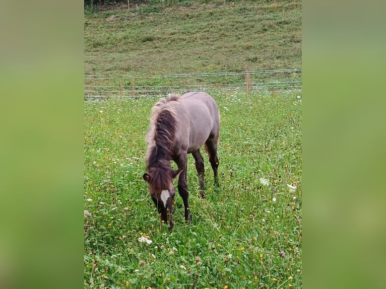 Icelandic Horse Stallion Foal (04/2026) 13.2 hh Grullo in Deu
