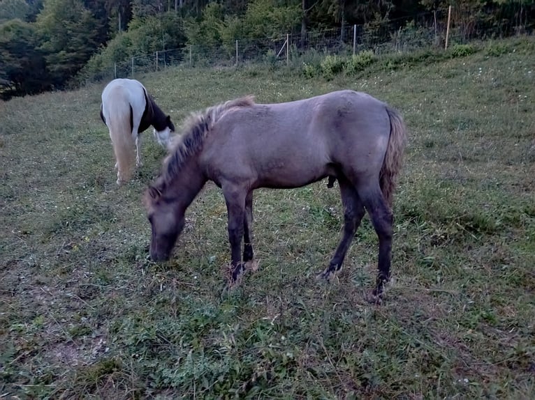 Icelandic Horse Stallion Foal (04/2026) 13.2 hh Grullo in Deu
