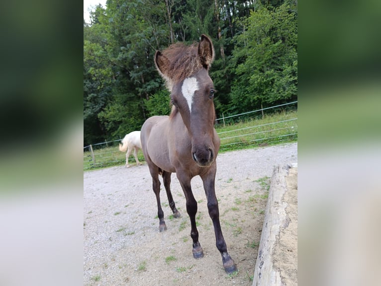 Icelandic Horse Stallion Foal (04/2026) 13.2 hh Grullo in Deu