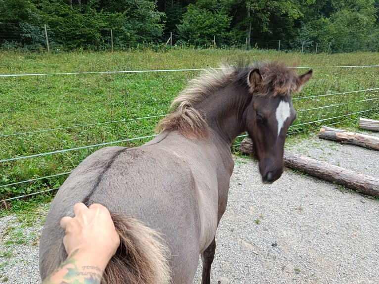 Icelandic Horse Stallion Foal (04/2026) 13.2 hh Grullo in Deu