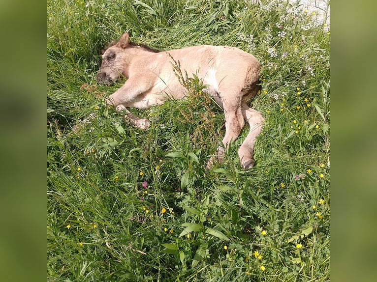 Icelandic Horse Stallion Foal (04/2026) 13.2 hh Grullo in Deu