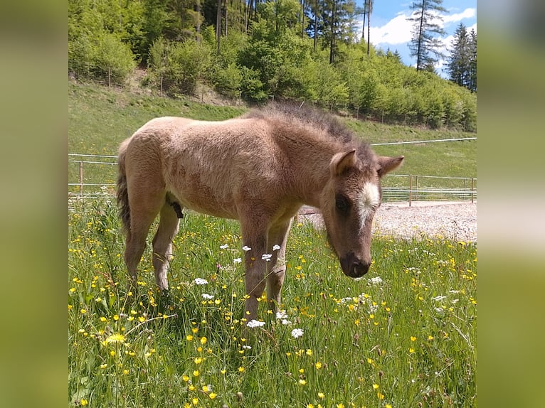 Icelandic Horse Stallion Foal (04/2026) 13.2 hh Grullo in Deu