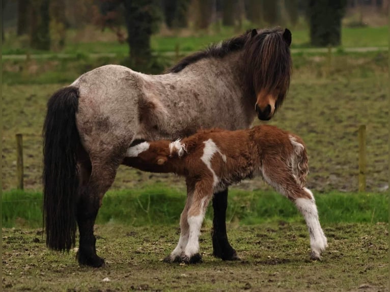 Icelandic Horse Stallion Foal (03/2024) 13,2 hh Pinto in Winterswijk kotten