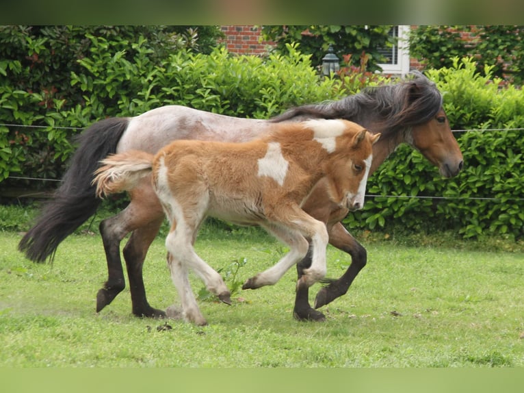 Icelandic Horse Stallion Foal (03/2024) 13,2 hh Pinto in Winterswijk kotten