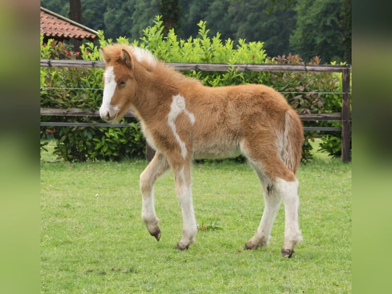 Icelandic Horse Stallion Foal (03/2024) 13,2 hh Pinto in Winterswijk kotten