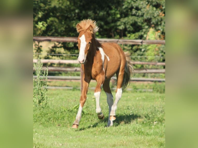 Icelandic Horse Stallion Foal (03/2024) 13,2 hh Pinto in Winterswijk Kotten