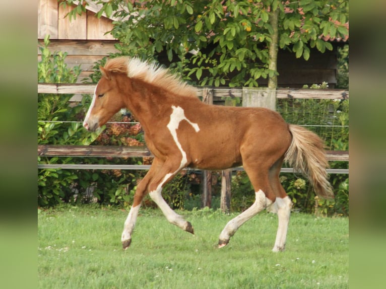 Icelandic Horse Stallion Foal (03/2024) 13,2 hh Pinto in Winterswijk Kotten