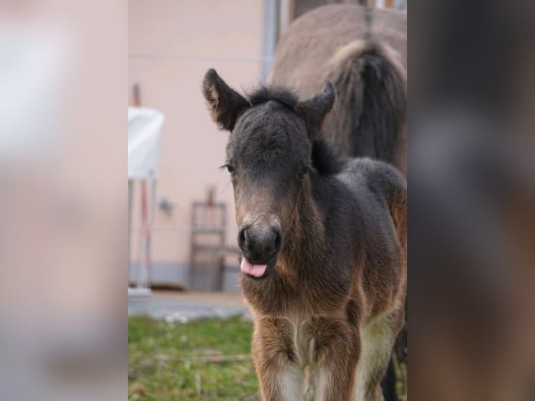 Icelandic Horse Stallion Foal (03/2026) 13,1 hh Brown in Denklingen