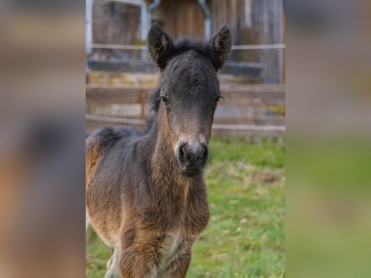 Icelandic Horse Stallion Foal (03/2026) 13,1 hh Brown in Denklingen