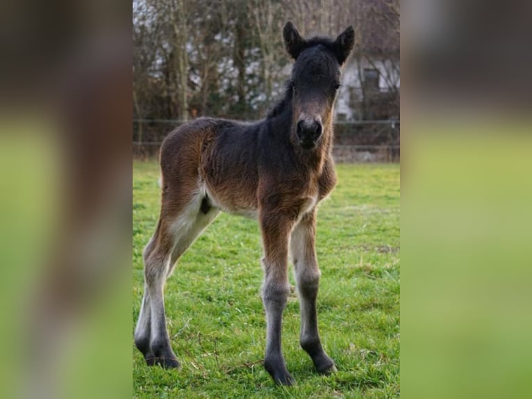 Icelandic Horse Stallion Foal (03/2026) 13,1 hh Brown in Denklingen