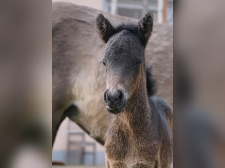 Icelandic Horse Stallion Foal (03/2026) 13,1 hh Brown in Denklingen