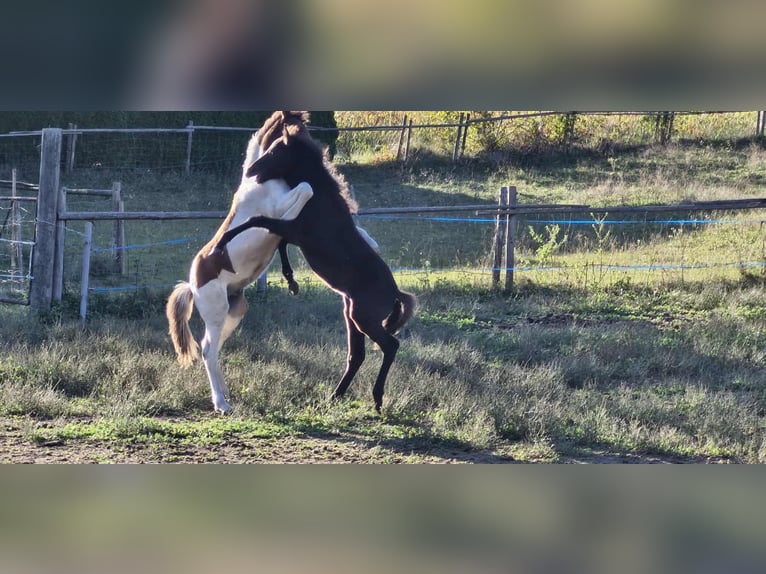 Icelandic Horse Stallion Foal (06/2025) 13,2 hh Black in V&#xF6;lkermarkt