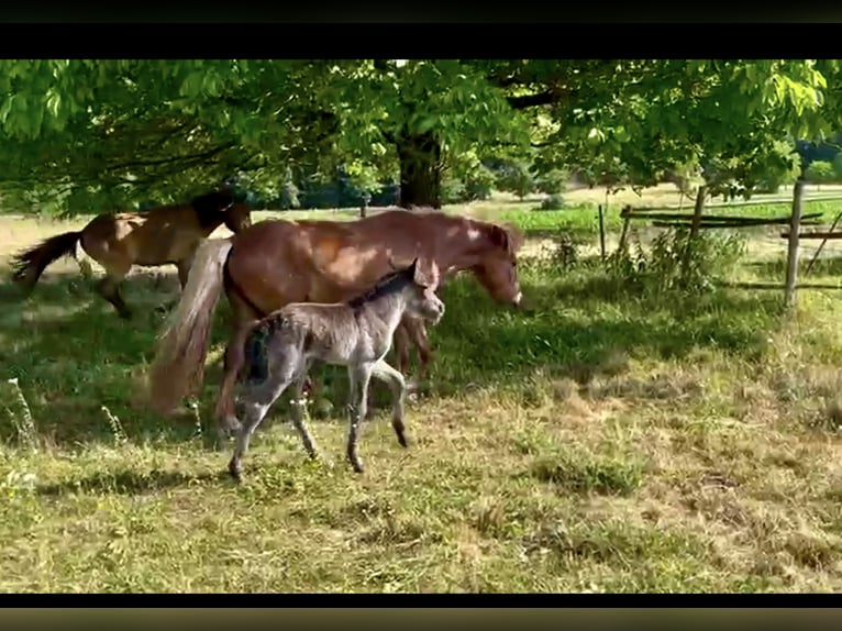 Icelandic Horse Stallion Foal (06/2025) 13,2 hh Black in V&#xF6;lkermarkt