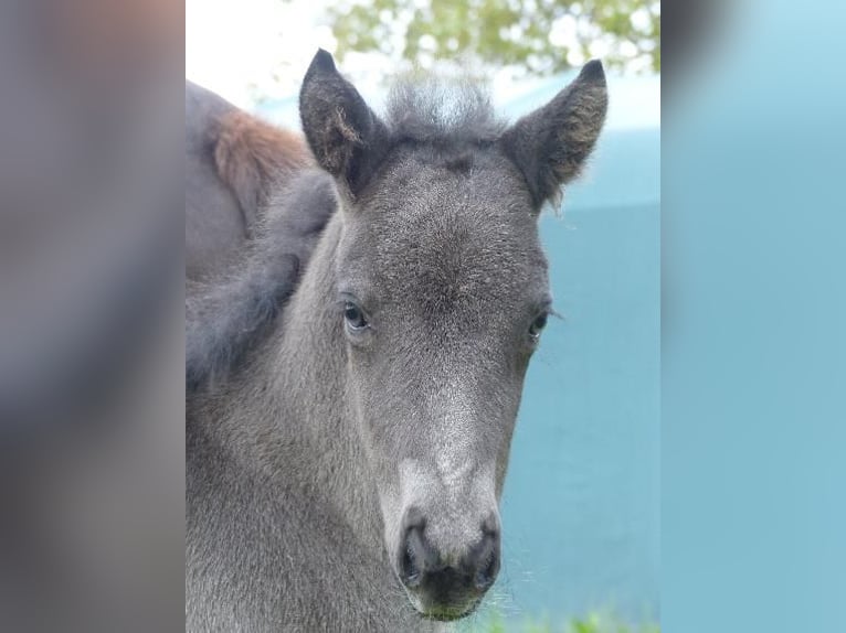 Icelandic Horse Stallion  13,2 hh Black in Markt Wald