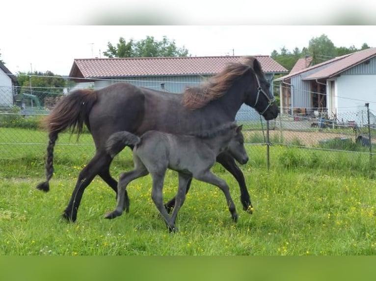 Icelandic Horse Stallion  13,2 hh Black in Markt Wald