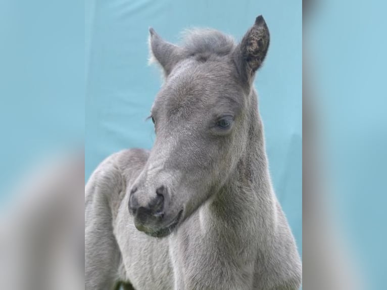 Icelandic Horse Stallion  13,2 hh Black in Markt Wald