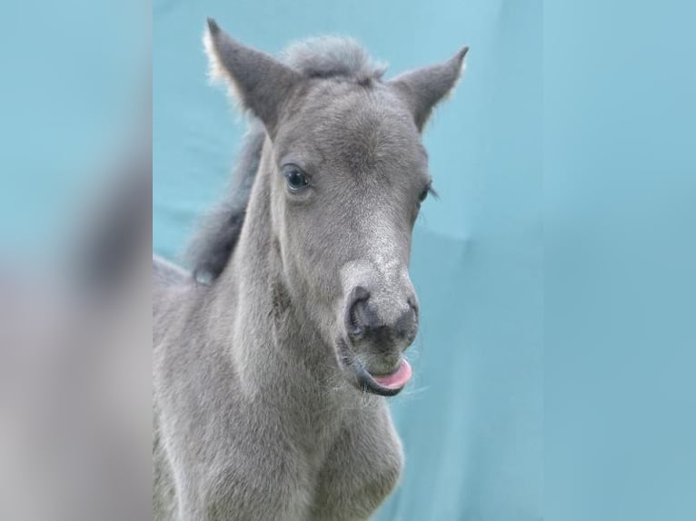 Icelandic Horse Stallion  13,2 hh Black in Markt Wald