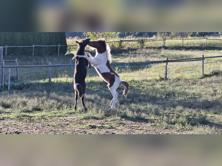 Icelandic Horse Stallion Foal (05/2025) 13,2 hh Brown in V&#xF6;lkermarkt