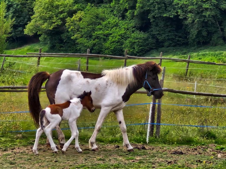 Icelandic Horse Stallion Foal (05/2025) 13,2 hh Brown in V&#xF6;lkermarkt