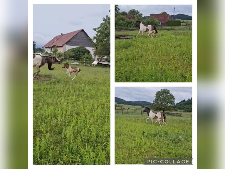 Icelandic Horse Stallion Foal (05/2025) 13,2 hh Brown in V&#xF6;lkermarkt
