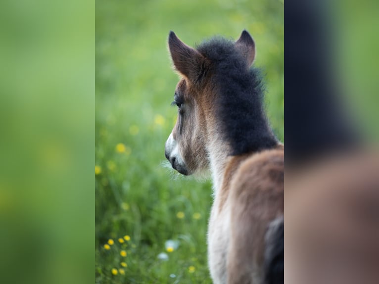 Icelandic Horse Stallion  13,2 hh Brown-Light in Anger