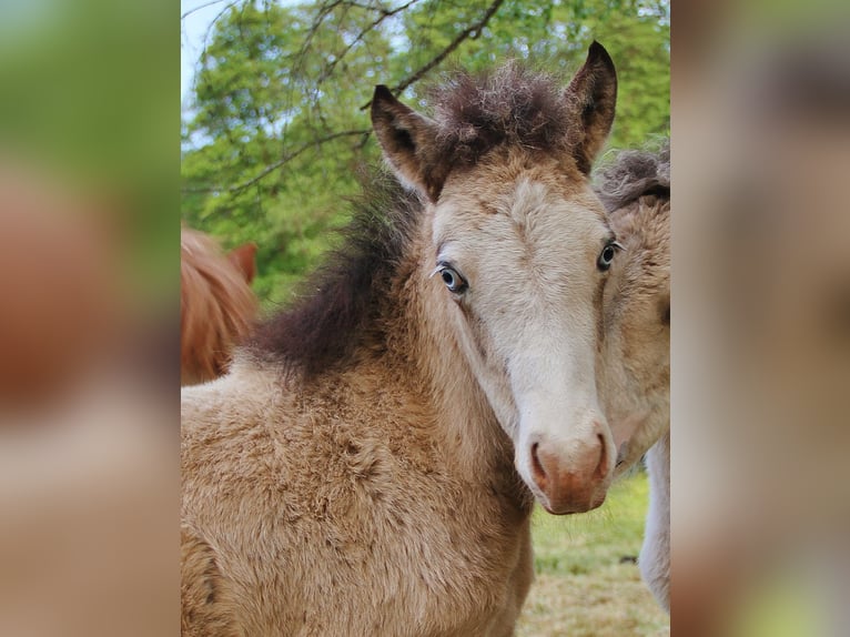 Icelandic Horse Stallion  13,2 hh Buckskin in Saarland