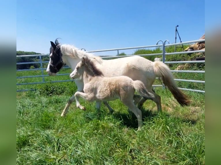 Icelandic Horse Stallion  13,2 hh Buckskin in Saarland