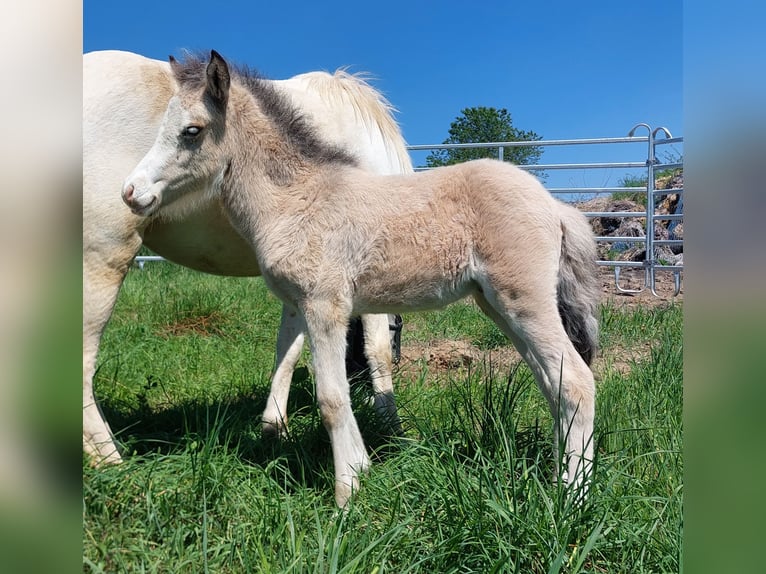 Icelandic Horse Stallion  13,2 hh Buckskin in Saarland