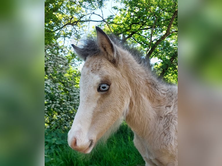 Icelandic Horse Stallion  13,2 hh Buckskin in Saarland
