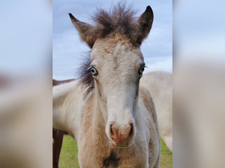 Icelandic Horse Stallion  13,2 hh Buckskin in Saarland