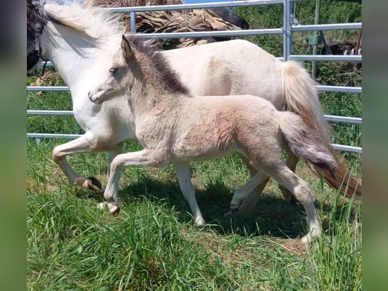 Icelandic Horse Stallion  13,2 hh Buckskin in Saarland